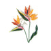 Bird of Paradise Flower Brooch Pin - The Weitzman Museum Store - 