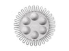 Coluna Dual Seder Plate - The Weitzman Museum Store - COL-SPOS-15T