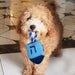 Dreidel Dog Toy - The Weitzman Museum Store - tyn-dog-3-n