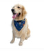 Hanukkah Space Cadet Pet Bandanas - The Weitzman Museum Store - 