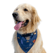 Hanukkah Space Cadet Pet Bandanas - The Weitzman Museum Store - 