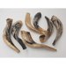 Shofar 13.4"x15.7" - The Weitzman Museum Store - SH3