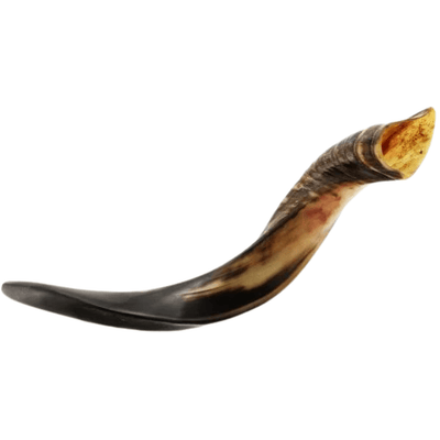 Shofar Mini Yemenite - The Weitzman Museum Store - 7 - 847384019638