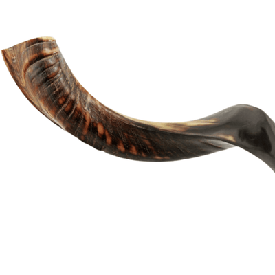 Shofar Mini Yemenite - The Weitzman Museum Store - 7 - 847384019638