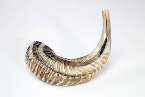 Small Natural Shofar - The Weitzman Museum Store - SHD
