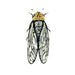 Walker's Cicada Brooch Pin - The Weitzman Museum Store - 