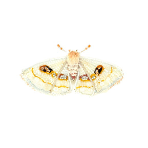 White Spring Moth Brooch - The Weitzman Museum Store - TL - B - 631