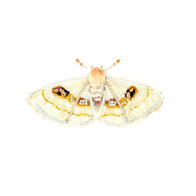 White Spring Moth Brooch - The Weitzman Museum Store - TL - B - 631